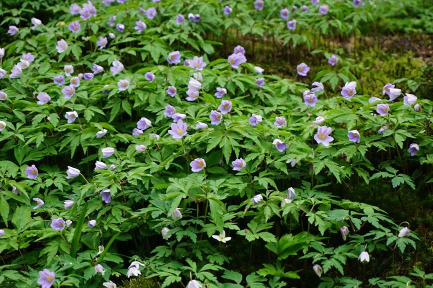 Anemone Nemorosa 'Robinsoniana' | Buschwindröschen Blasslila | 9x9cm Topf Winterhart
